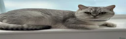 British Shorthair cats for sale: Silver Champion Line British Shorthair - Advert 9