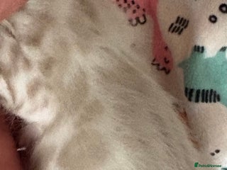 Bengal cats Stunning Tica reg Bengal kittens - Advert 5