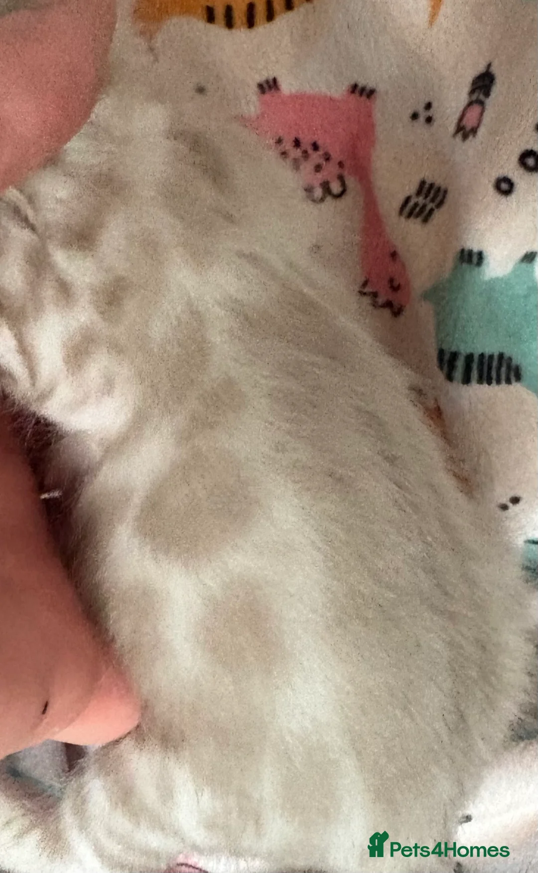 Bengal cats for sale: Stunning Tica reg Bengal kittens  - Advert 25