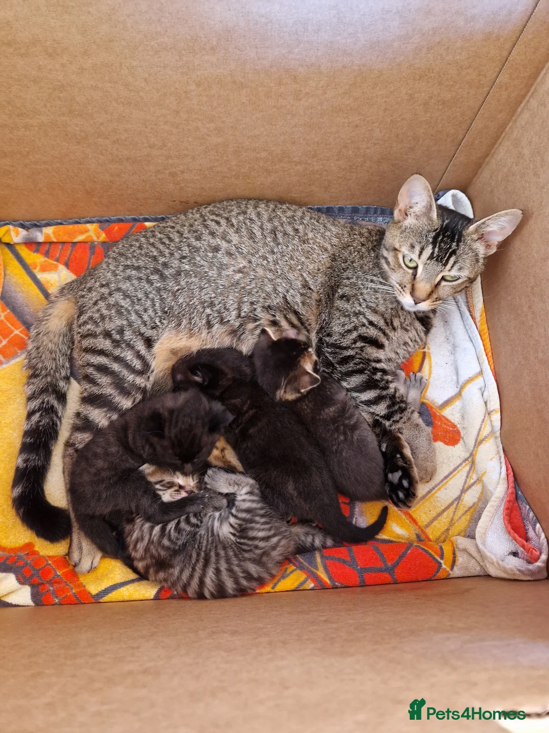 Domestic Shorthair cats for sale: Beautiful 4 Domestic Shorthair Kittens  in Basildon - Advert 1