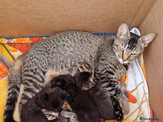 Domestic Shorthair cats Beautiful 4 Domestic Shorthair Kittens in Basildon - Advert 2