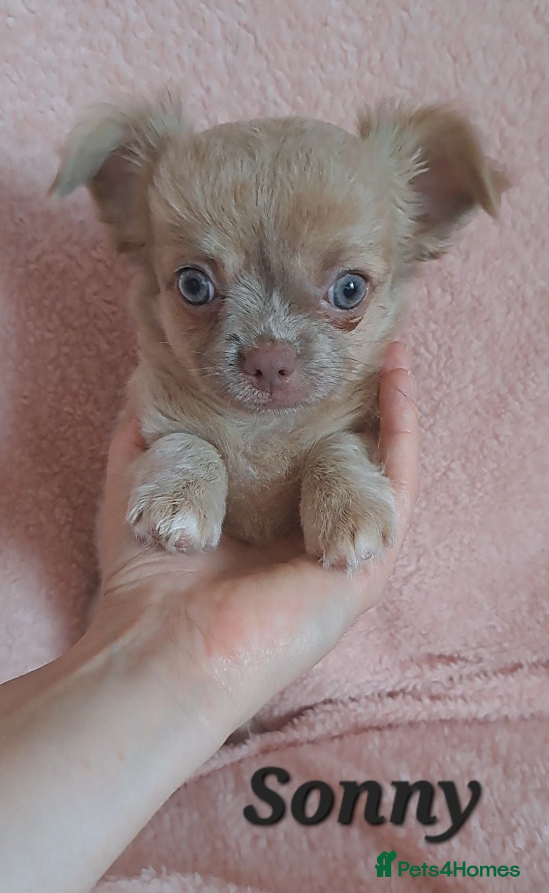 Chihuahua dogs Long Coat Chihuahua pups - Advert 14