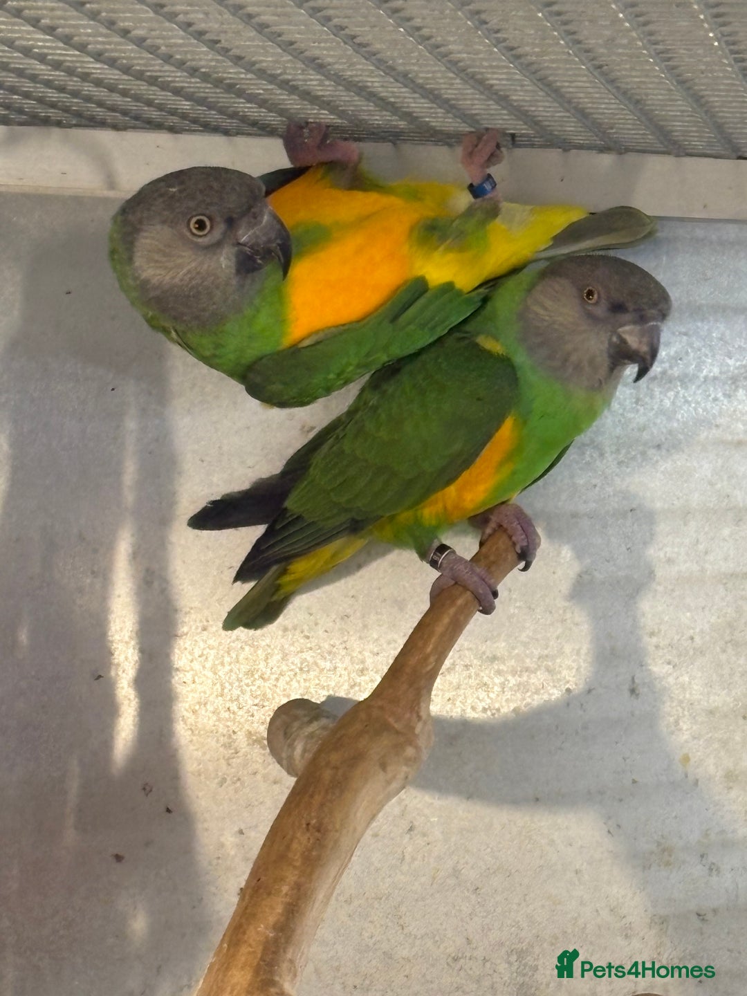 Parrots birds for sale: Senegal Parrots  - Advert 6