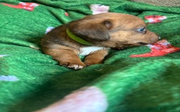Miniature Dachshund dogs for sale: Dachshund x Jack Russell puppies (Jackshund) - Image 9