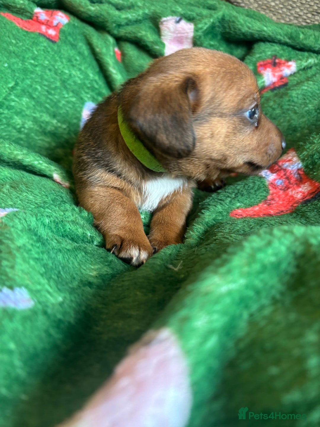 Miniature Dachshund dogs for sale: Dachshund x Jack Russell puppies (Jackshund) - Image 9