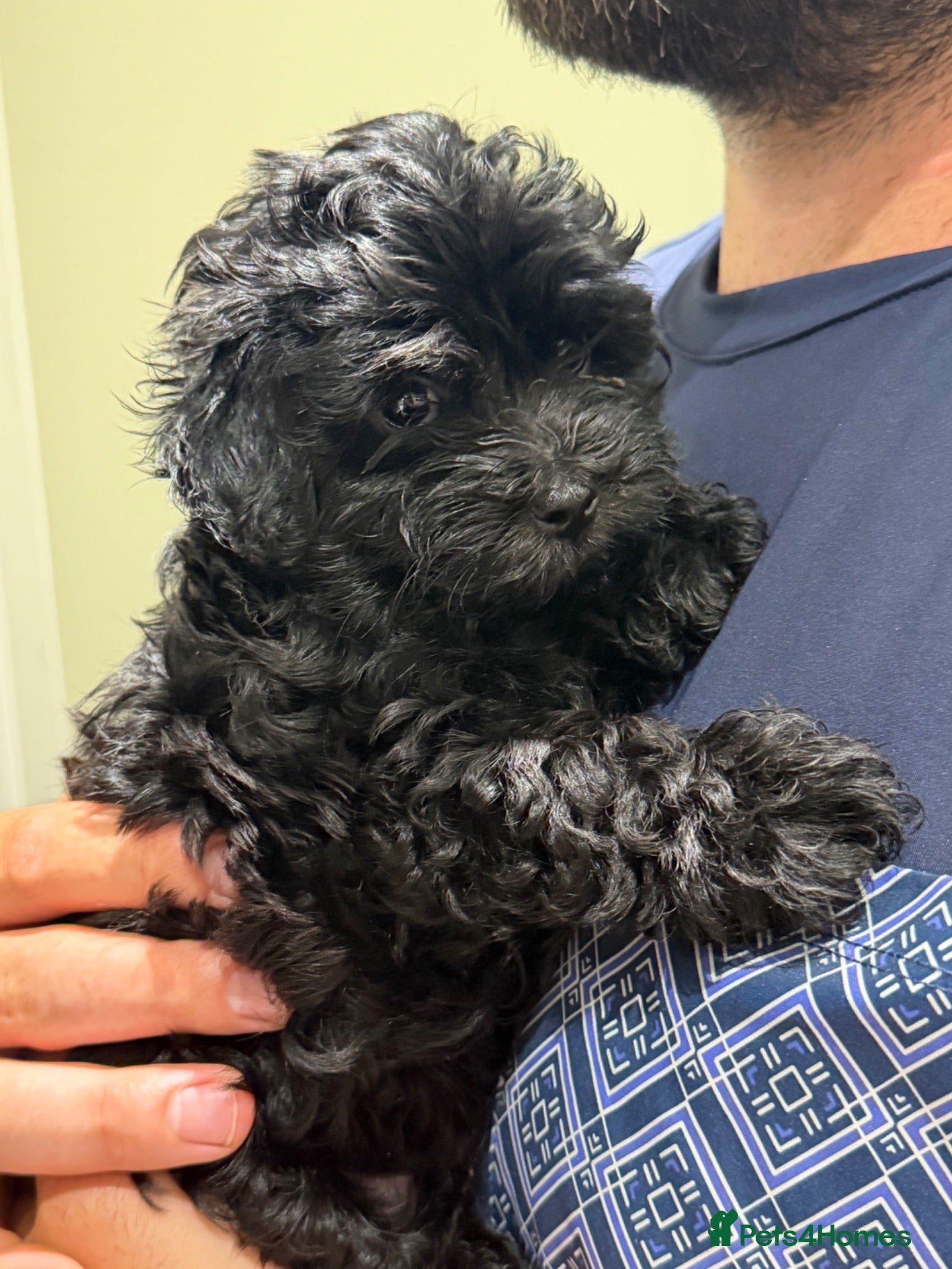 Maltipoo dogs *READY NOW * F1 Black Female Maltipoo - Advert 1