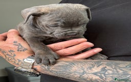 Mixed Breed dogs for sale: canó corso cross british bulldog stunning colours  - Image 13