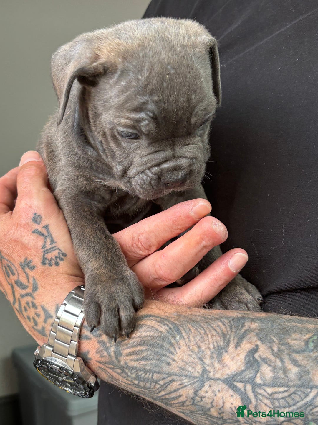 Mixed Breed dogs for sale: canó corso cross british bulldog stunning colours  - Image 13