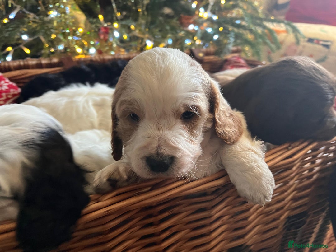 Cockapoo dogs for sale: Beautiful cockapoo puppies - Advert 10