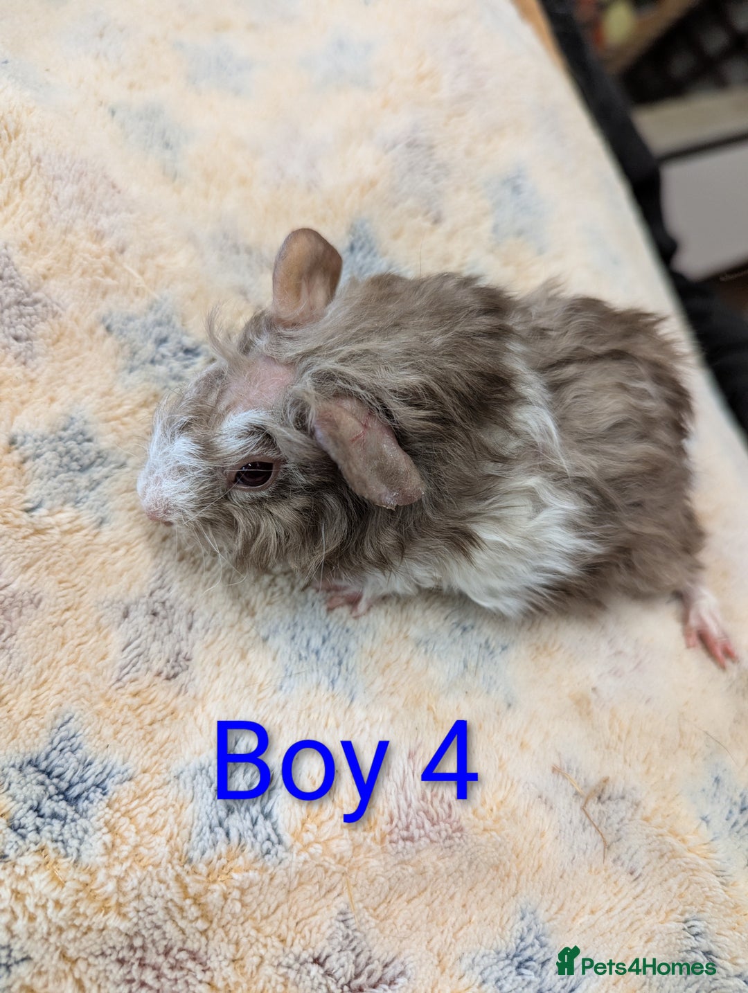 Guinea Pig rodents for sale: Guinea pigs babies & adults. Lunkarya cross breed - Advert 8