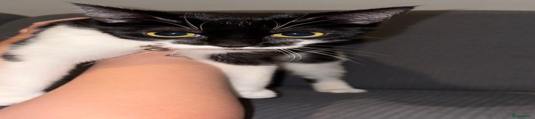 Zola