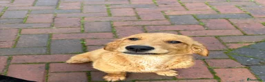 Golden Retriever 1