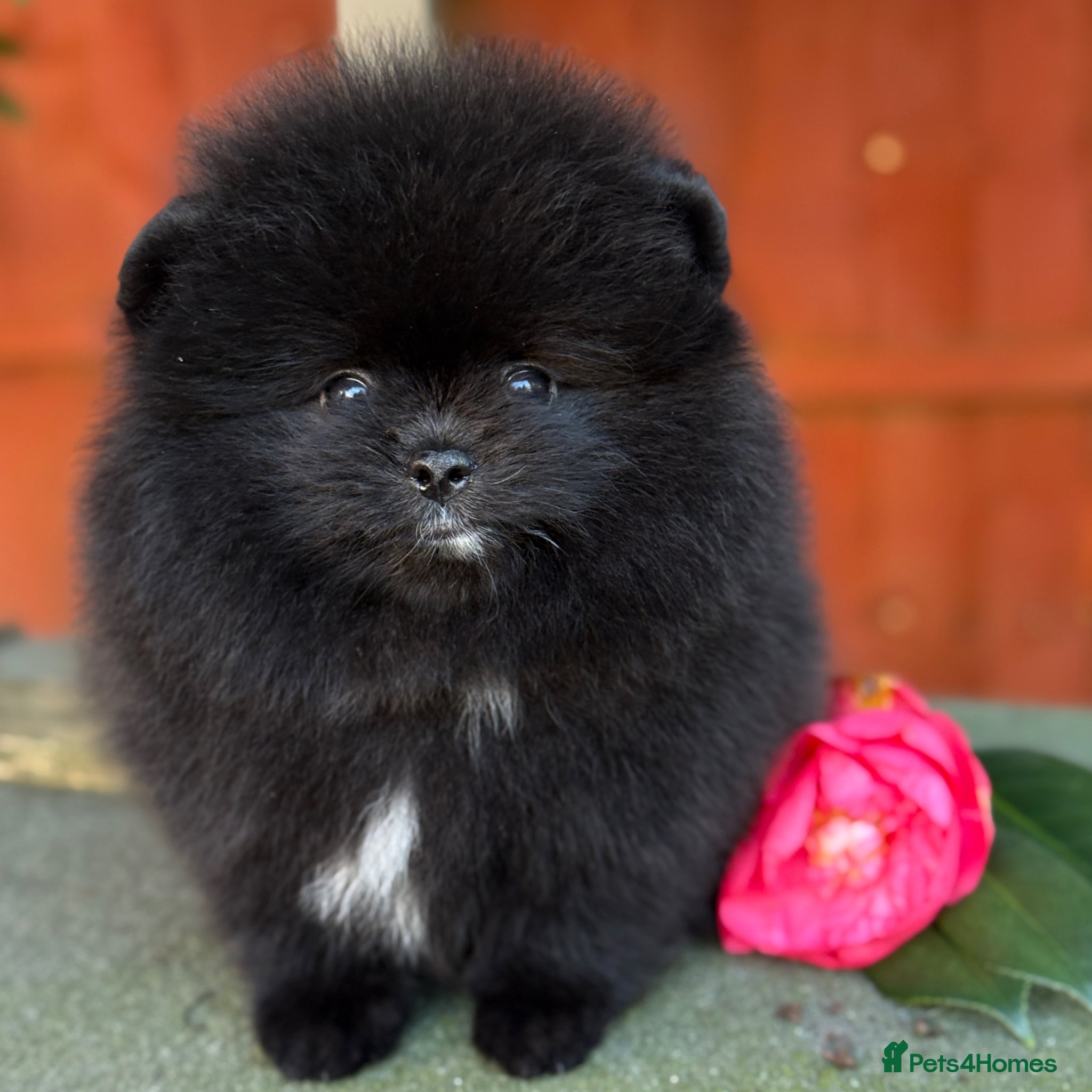 Pomeranian dogs Black Pomeranian puppy’s  - Advert 11