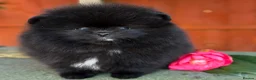 Pomeranian dogs for sale: Teddy bear Black Pomeranian girl - Advert 12