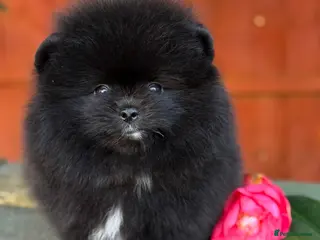 Pomeranian dogs Black Pomeranian puppy’s - Advert 11