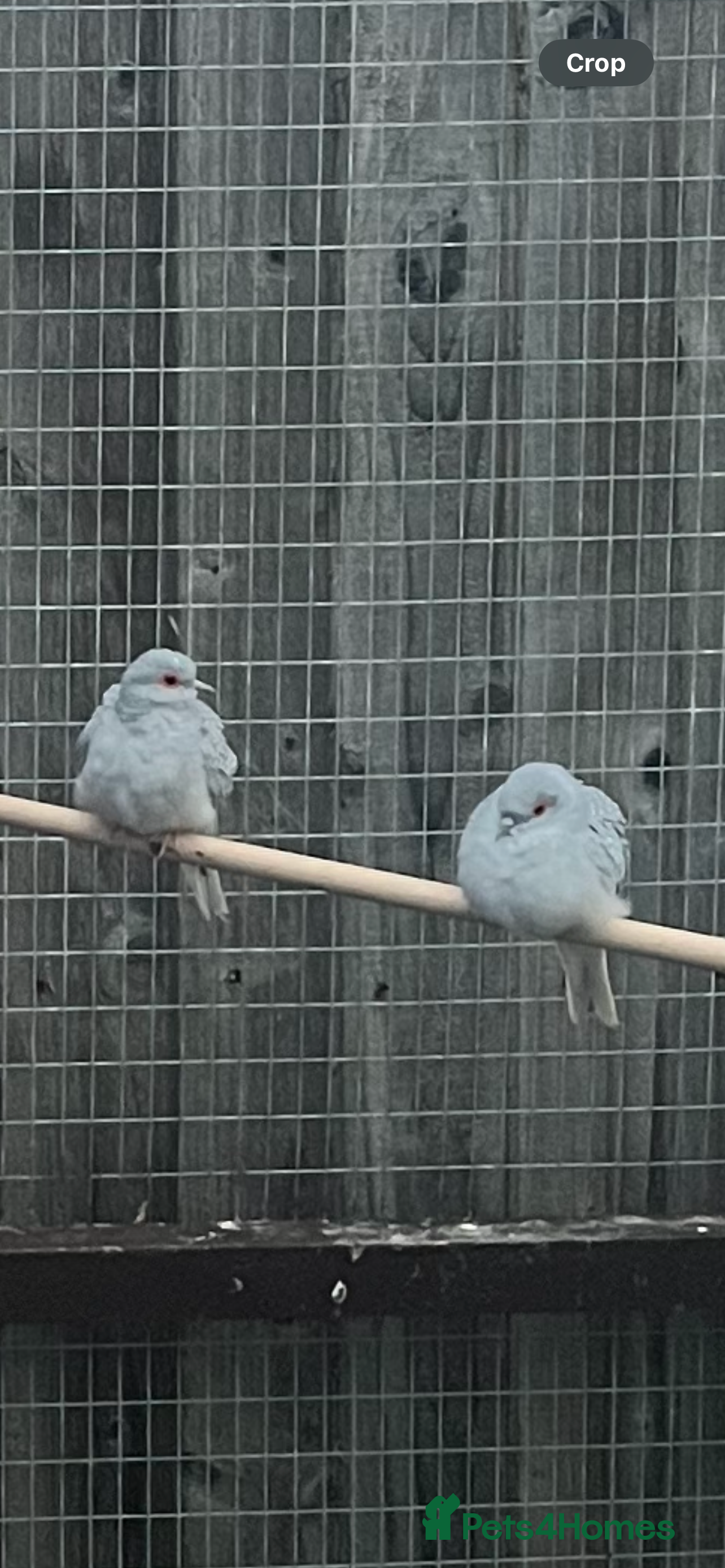 Doves birds Diamond doves  - Advert 1