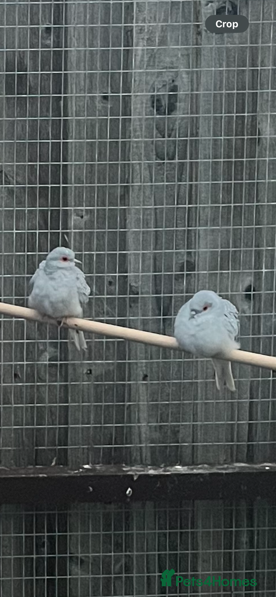 Doves birds for sale: Diamond doves  - Advert 1