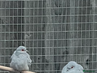 Doves birds Diamond doves - Advert 1