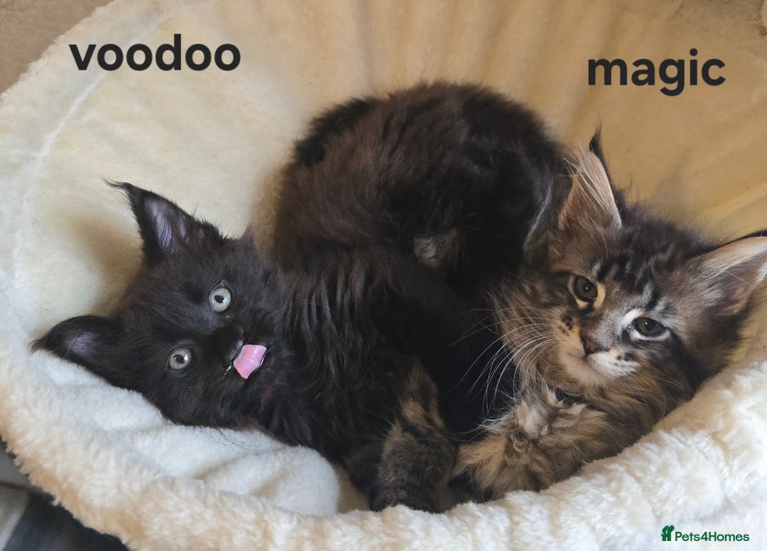Maine Coon cats for sale: Maine Coon Kittens Polydactyl Russian line - Image 5