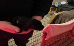 Cockapoo dogs for sale: F1b Cockerpoo puppies. - Image 17