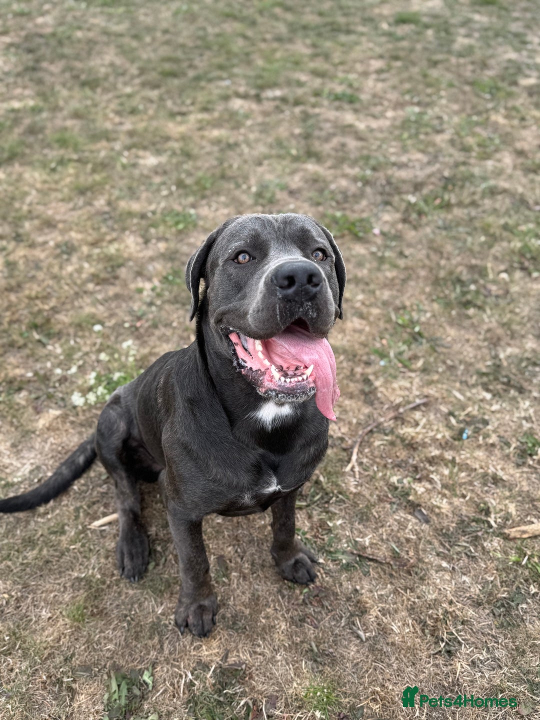 Cane Corso dogs for stud: Cane Corso Stud Tre Cani 🇷🇸 x Kyza Soza 🩸 - Image 4