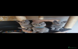 Russian Blue cats for sale: 3 russian blue kittens GCCF pedigree  - Image 9
