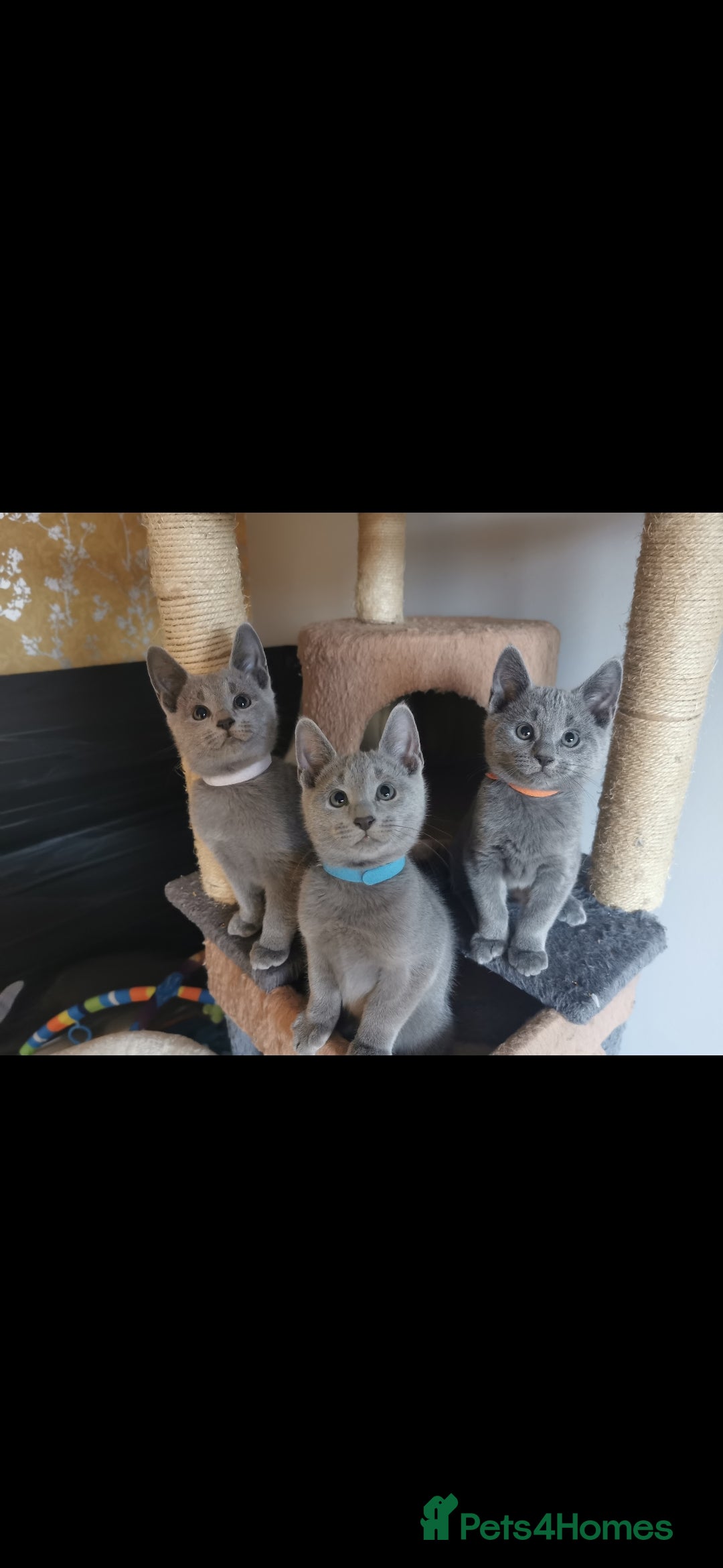 Russian Blue cats for sale: 3 russian blue kittens GCCF pedigree  - Image 9