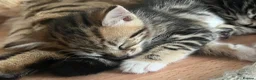 Bengal cats for sale: Beautiful Bengal × Norwegian Forest Kittens in Wallington - Advert 3