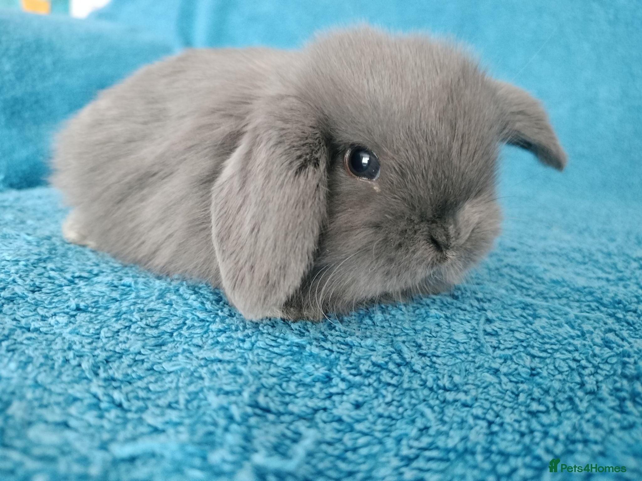 Mini Lop rabbits Baby mini lop rabbits for sale  - Advert 3