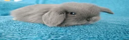 Mini Lop rabbits for sale: Baby mini lop rabbits for sale  - Advert 7