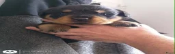 Rottweiler dogs for sale: Beautiful Rottweiler puppy’s  in Weston-super-Mare - Advert 8