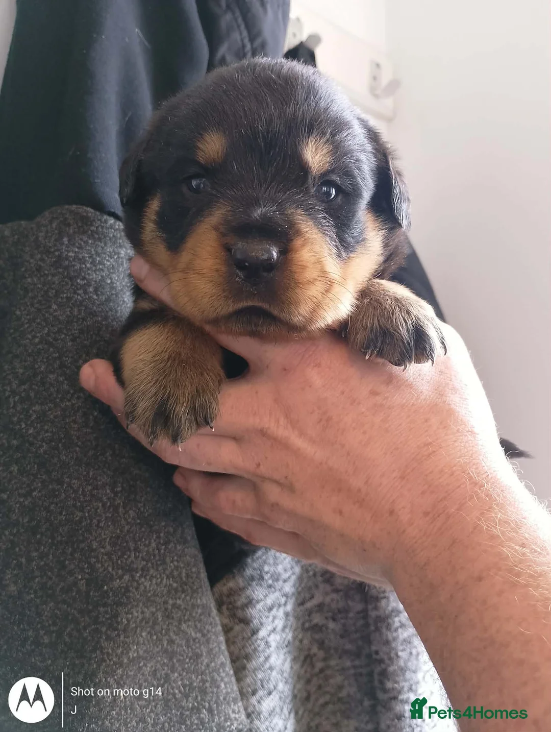Rottweiler dogs for sale: Beautiful Rottweiler puppy’s  in Weston-super-Mare - Advert 8