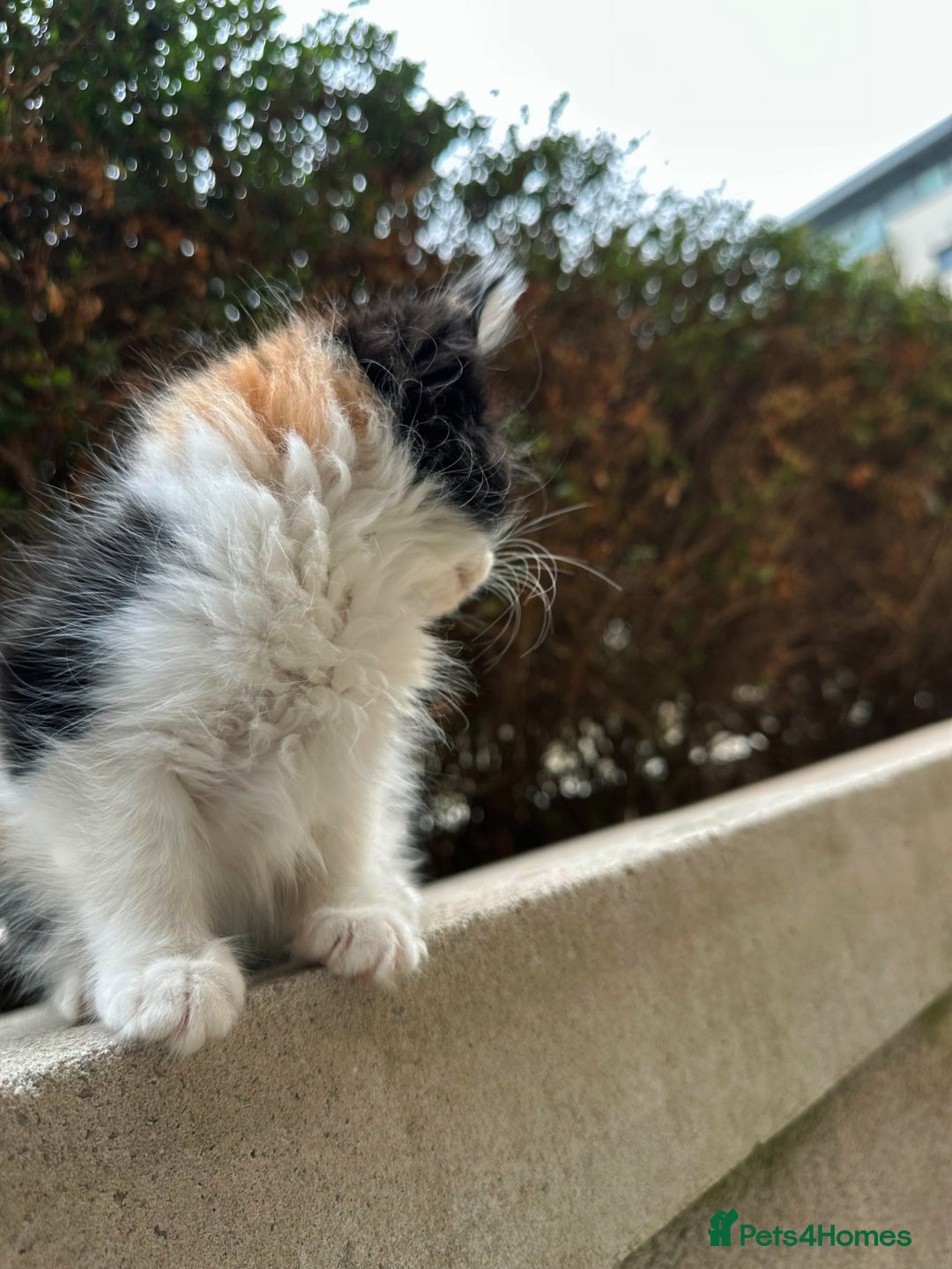 Mixed Breed cats for sale: Fluffy cute kittens available  - Image 10
