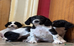 English Springer Spaniel dogs for sale: Stunning DNA Clear KC Springer Spaniel Puppies  - Image 12