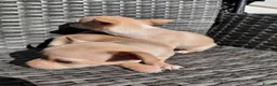 Chihuahua dogs for sale: Chihuhua pups in essex - Advert 19