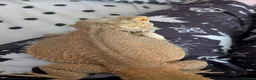 Bearded Dragon reptiles for sale: 2 year old Bearded Dragon in Kirknewton - Advert 7