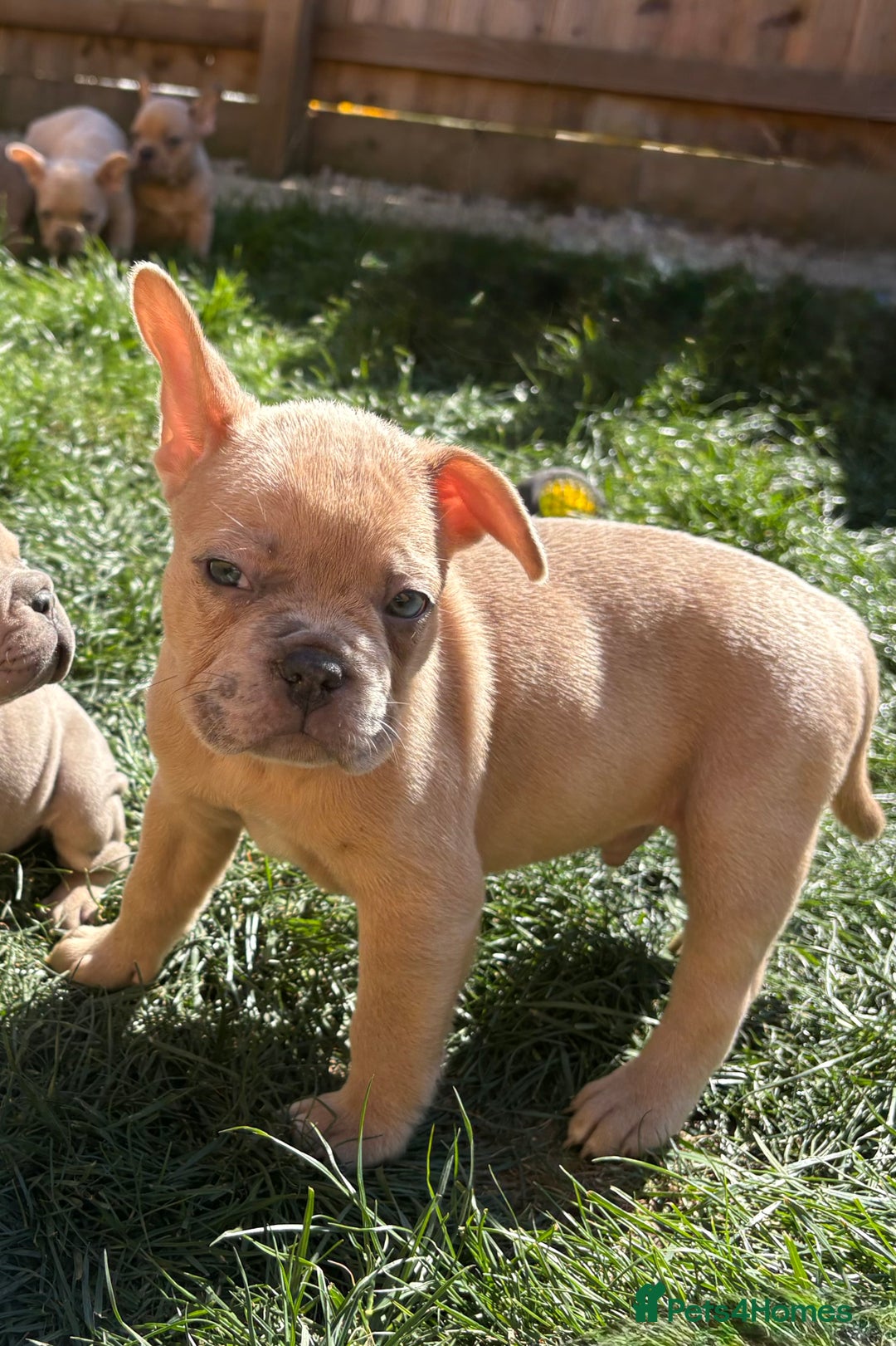 French Bulldog dogs for sale: French Bulldog Puppies -REDUCED!! in Stevenage - Image 14