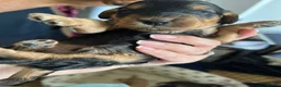 Cockapoo dogs for sale: Cockapoo Puppies by Proven Parents (last litter) - Advert 18