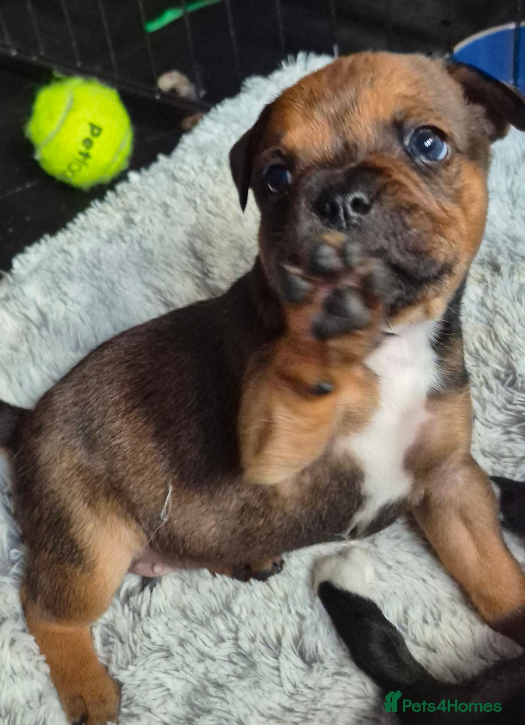 Staffordshire Bull Terrier dogs for sale: DNA HEALTH TESTED STAFFIE PUPPIES, BAER HEARING  - Advert 15