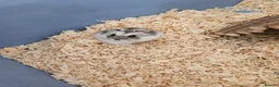 Hamster rodents for sale: Dwarf Hamster with full cage setup in Welwyn - Advert 1