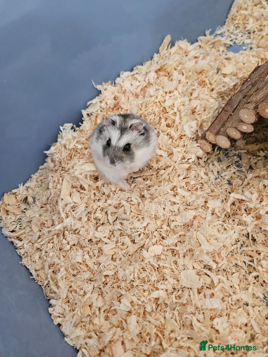 Hamster rodents for sale: Dwarf Hamster with full cage setup in Welwyn - Advert 1