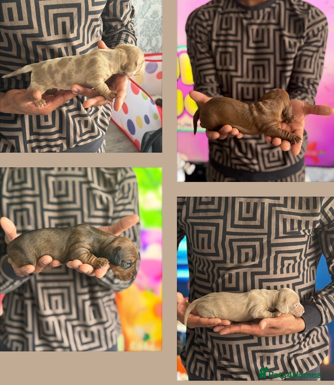 Miniature Dachshund dogs Miniature dachshunds  - Advert 2