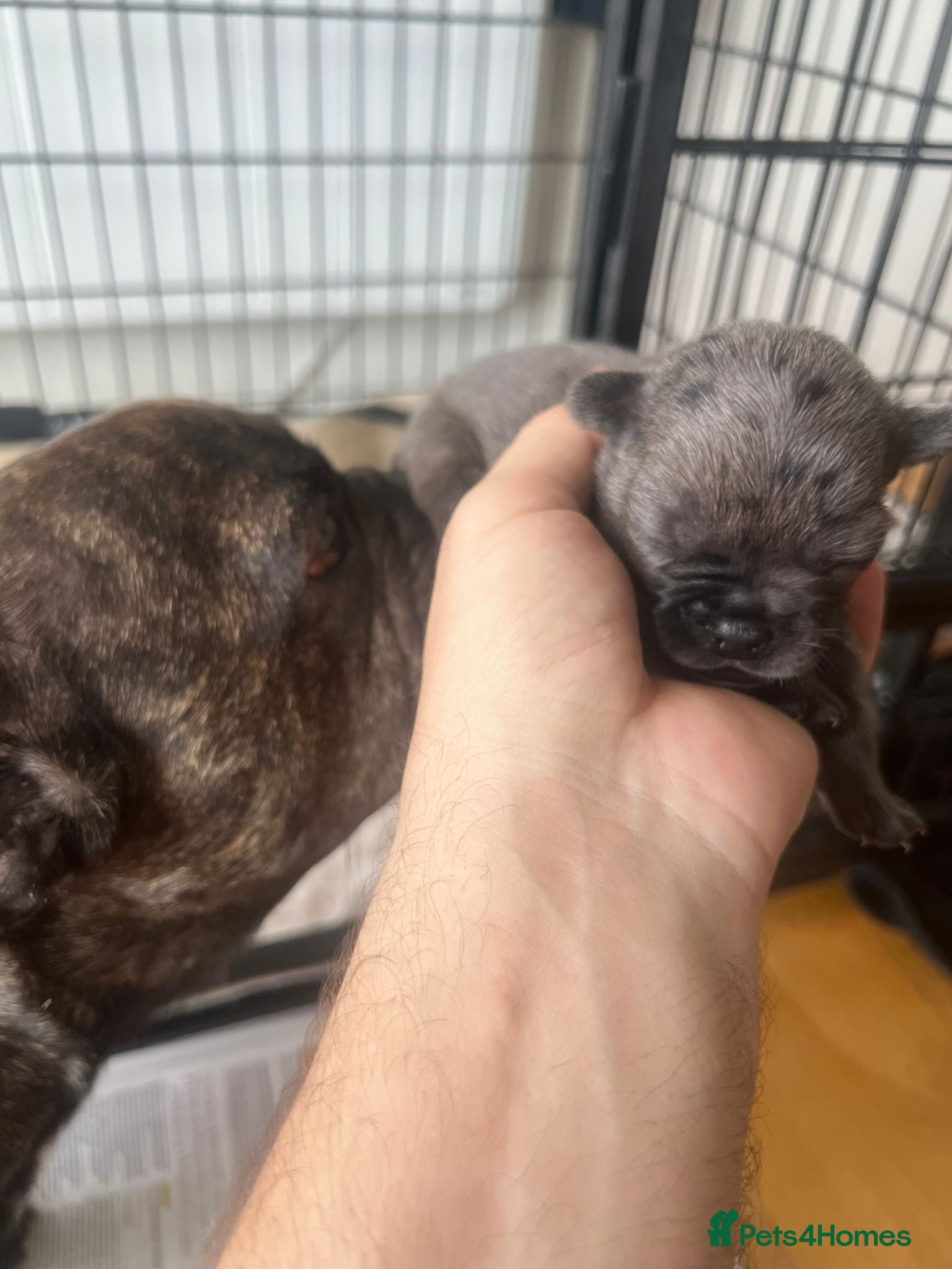 French Bulldog dogs for sale: French bulldog puppys  - Advert 22