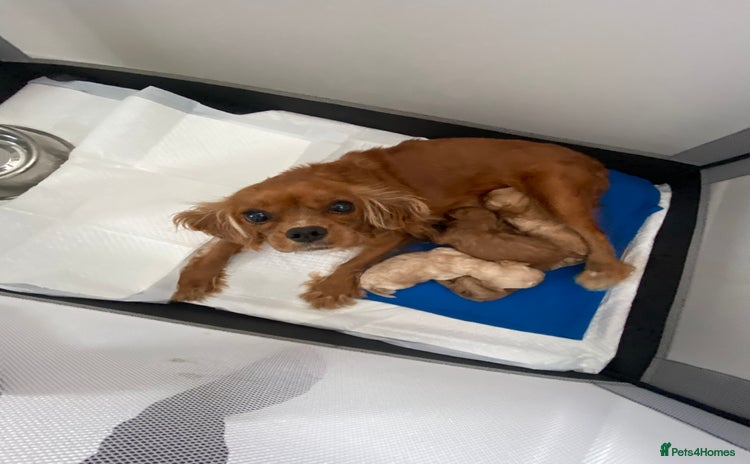 Cavapoo dogs - Advert 1