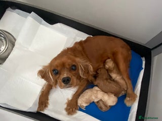 Cavapoo dogs - Advert 11