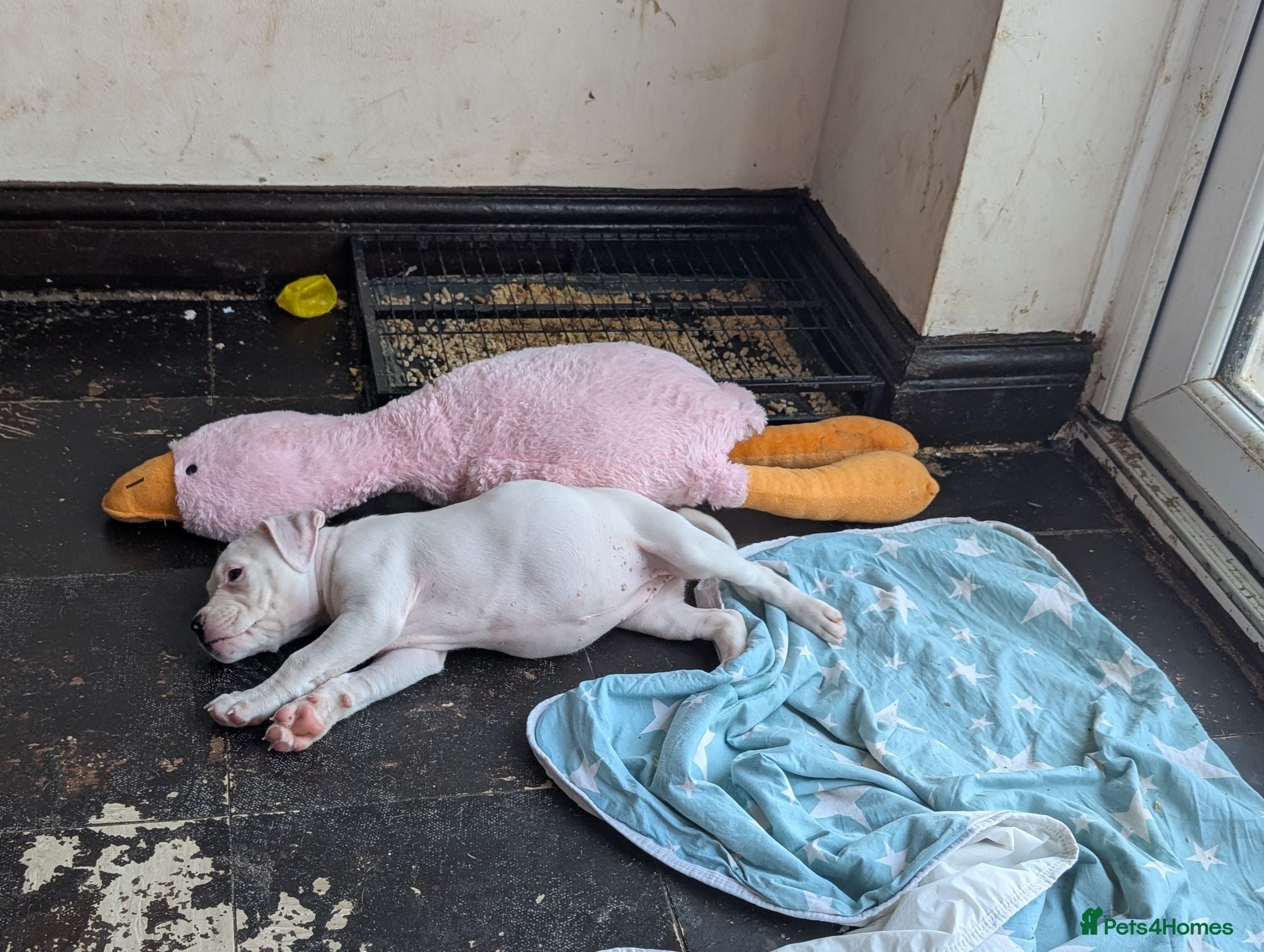 American Bulldog dogs Johnson American bulldog puppies - Advert 2