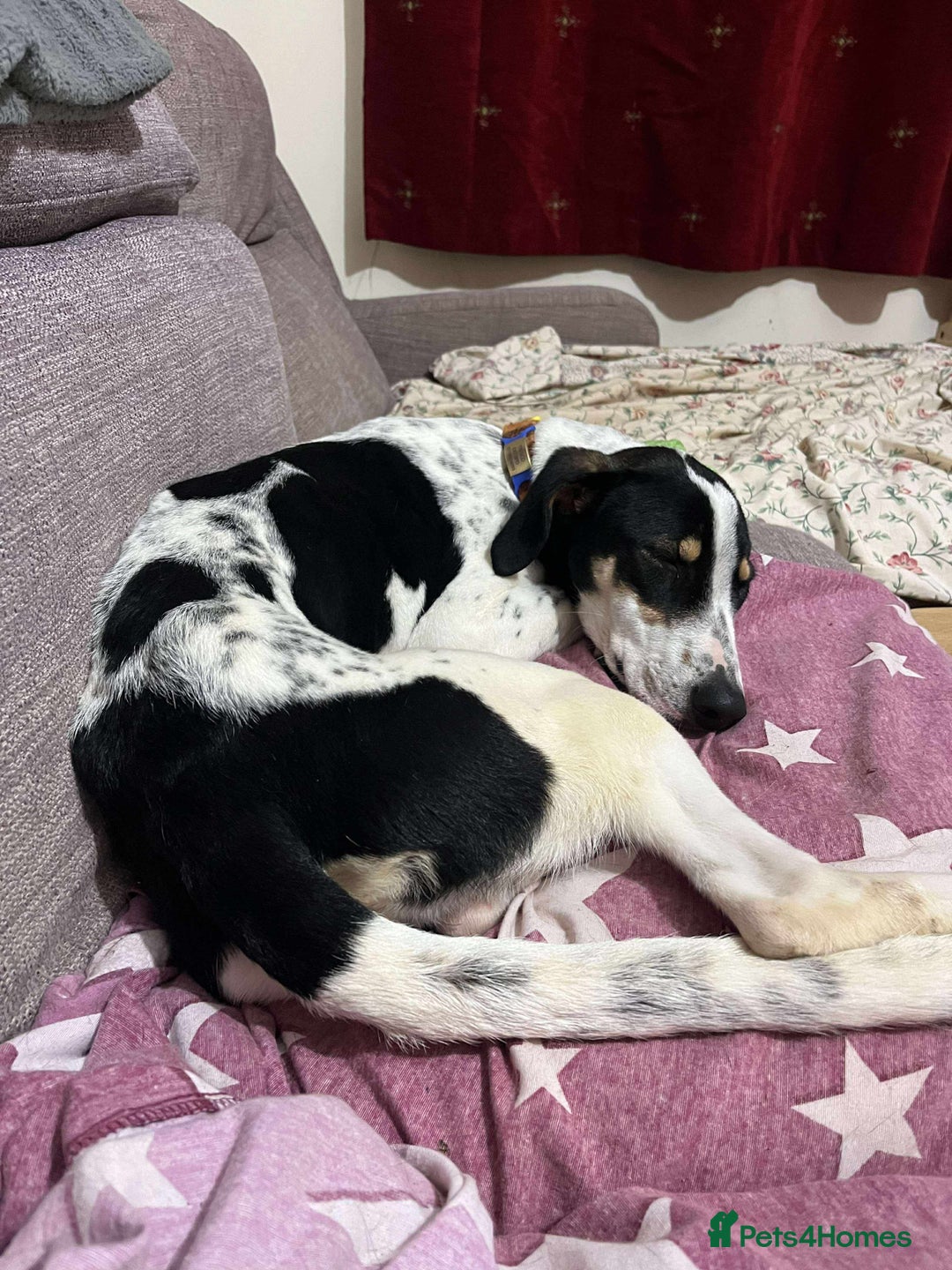 Mixed Breed dogs for adoption: Aria is ready for her forever family! - Advert 5