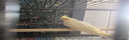 Cockatiels birds for sale: Lutino cockatiel hand reared baby tamed in Bradford - Advert 8