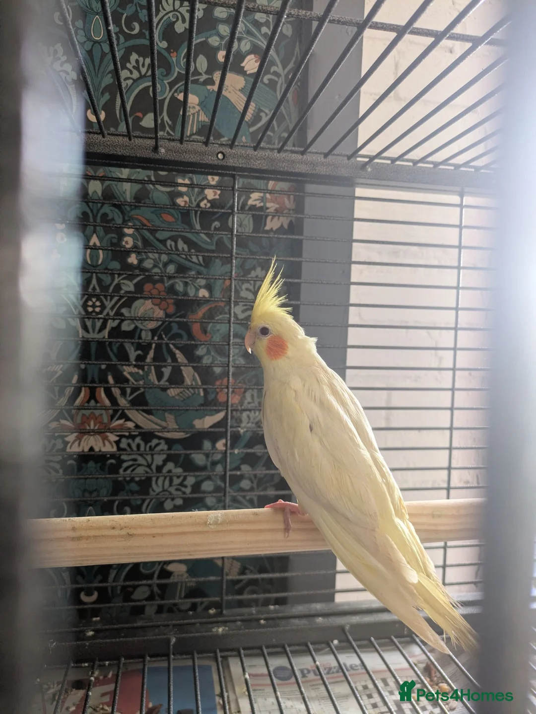 Cockatiels birds for sale: Lutino cockatiel hand reared baby tamed in Bradford - Advert 8