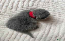 British Shorthair cats for sale: Outstanding kittens 😻 Champion line🥇🏆😻 - Image 22